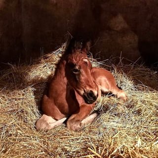 L’ostéopathie-animale-à-La-Charte-3