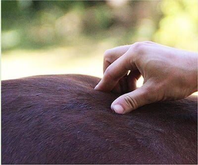 Osteo-chevaux-Thomas-Cutard